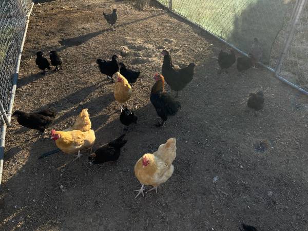 Chickens - Hens and Pullets - multiple breeds 1