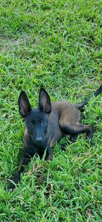 Cachorros AKC Belgian Malinois (union springs alabama)63664482089601120