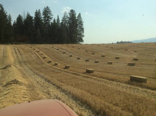 Small bale straw 1