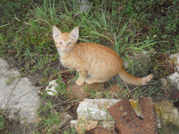 free 2 female calico kittens, 1 gray tabby / 1 orange tabby-boy 78944 (Industry)63839342902273121