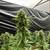 Colombian Cannabis Cultivation 3 thumbnail