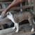pitbull puppies 1 thumbnail