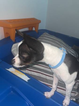 Chihuahua puppy (Ocala)63861890155137120