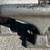 USA Made Iron Cross Independent Skateboard Trucks 149mm 2 thumbnail