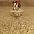 Disney Mickey & Minne Mouse in Dumbo pull back car toy 3 thumbnail