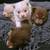 Pomeranian Puppies 5 thumbnail