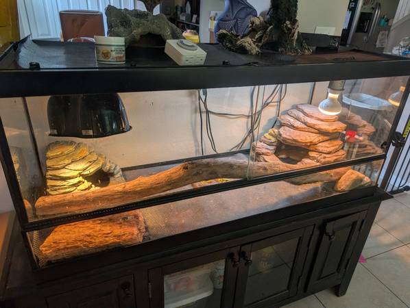Bearded dragons (Orange Park)63682121409537120