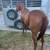 Mare 1 thumbnail
