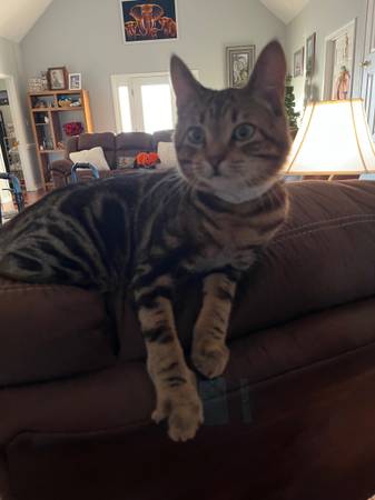 2 kittens looking for new home (Theodore AL)63920391377922121