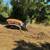 Forestry mulching 4 thumbnail