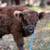 Highland bull calf 9 thumbnail