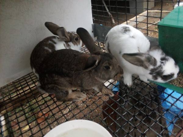 3 buck rabbits 1