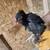 Roosters 2 thumbnail