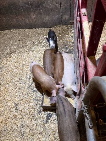 Piglets 1
