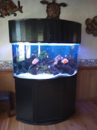 100 gallon setup63872576470787120