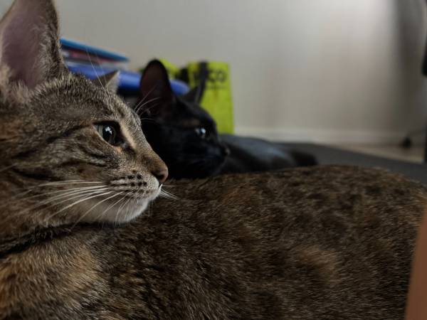 Cat Pair for Adoption (Des Moines)63874561342467121