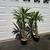 Madagascar Palm ///// PACHYPODIUM lamerei 8 thumbnail