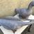 Pair of adorable cement garden duck statues 4 thumbnail
