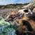 Lost dogs 1 thumbnail