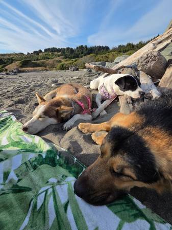 Lost dogs 1