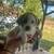 puppies 10 thumbnail
