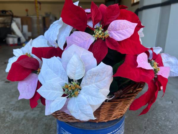 Christmas Poinsettia Plant 1