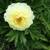BARTZELLA INTERSECTIONAL PEONY - DEER RESISTANT 3 thumbnail