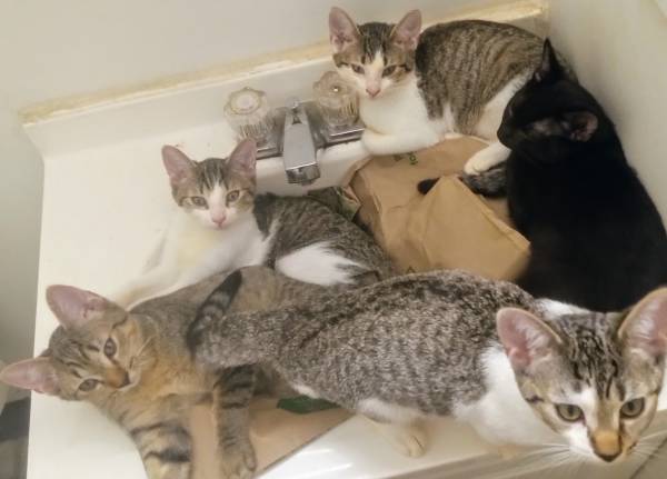 Kittens need home asap (Birmingham)63314287640321121