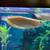 Albino arowana 1 thumbnail