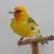 Canary European Goldfinch Mutation 1 thumbnail