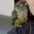 friendly conure 1 thumbnail