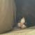 Kitten to good home 5 thumbnail