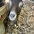 Small starter herd Mini Lamanchas 5 thumbnail