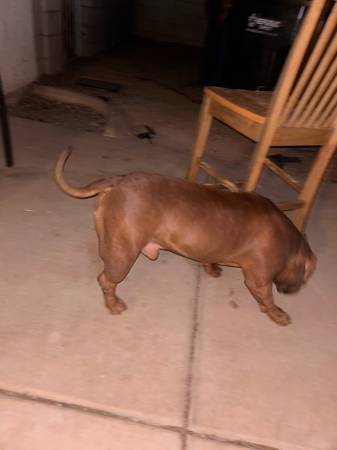 Rehoming: Male Pocket Bully (1 Year, 8 Months) (Henderson)63860185460993122