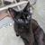 Kittens and cats available for rehoming 9 thumbnail