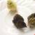 Chicken, Quail & Duck Fertilized Hatching Eggs 9 thumbnail