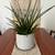 House Plant - Spear Plant 3 thumbnail