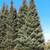 White Spruce Transplants (Bare Root | 4-5 years old | 5 Sizes) 4 thumbnail