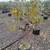 Fruit Tree delivery 1 thumbnail
