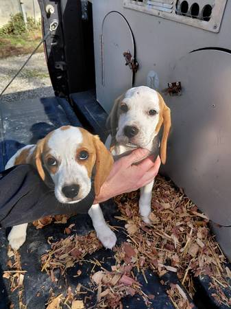 Beagle pups 1