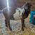 Mini Nubian wethers 2 thumbnail