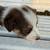 Australian shepherd puppies 4 thumbnail