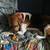 Treeing walker coon hound 3 thumbnail