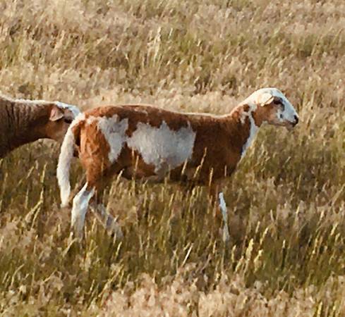 2025 Reg Katahdin Ram Lambs /2024 Yearling Ewes 1
