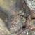 Old car axle - early 1950s Dana 23 series 6 thumbnail