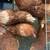 Red Sex Link Pullets 2 thumbnail