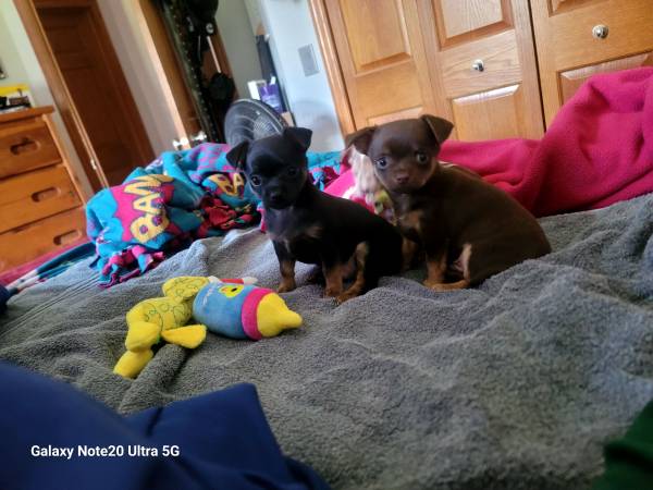 Male chihuahua (Mitchell)63414648417921121