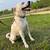 Female Great Pyrenees Mix - $75 6 thumbnail