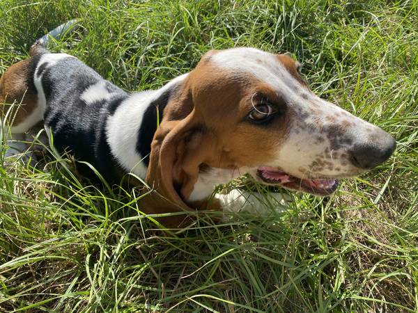 11 week pure bread basset hound (Cameron)63839344845825121