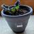 African Violet, Live Plants 3 thumbnail